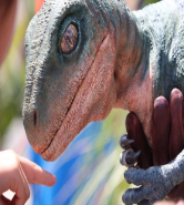 An Infant Dinosaur being physically touched