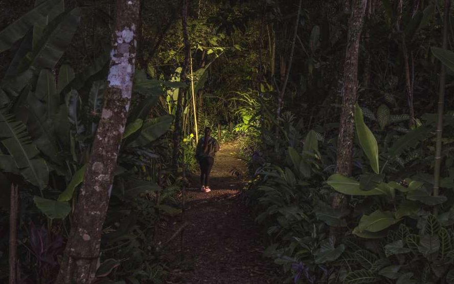 A person inside of a dark forest with a flashlight